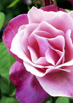 Pink Roses Prints: The perfect rose