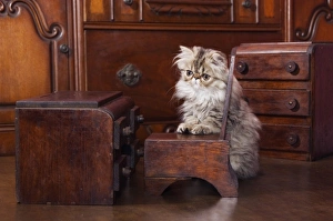 Persian Cat, Felis catus, Brown Tabby, Kitten with Doll furniture, Hill Country, Texas Persian Cat, Felis catus, Brown Tabby, Kitten with Doll furniture, Hill Country, Texas