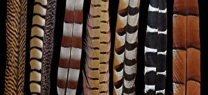 Macro Collection: Pheasant Tail feathers all lined up