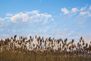 Phragmites and clouds at sunrise, Rye Harbor State Park, Rye, New Hampshire Phragmites and clouds at sunrise, Rye Harbor State Park, Rye, New Hampshire