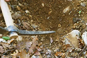 A pick scratching the soil pointing to a truffle at La Truffe de Ventoux truffle farm A pick scratching the soil pointing to a truffle at La Truffe de Ventoux truffle farm