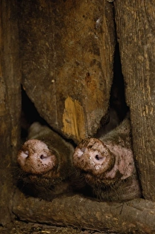 Pig snouts under door. Naxi Village near Lijiang. Yunnan Province, CHINA Pig snouts under door. Naxi Village near Lijiang. Yunnan Province, CHINA