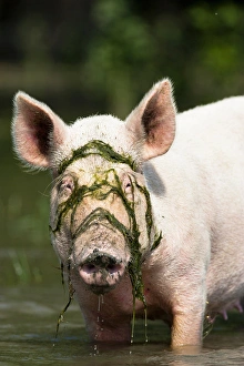 The pigs of Maliuc, Domestic animals often roam free and look for food in the vicinity The pigs of Maliuc, Domestic animals often roam free and look for food in the vicinity