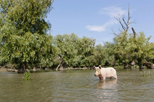 The pigs of Maliuc, Domestic animals often roam free and look for food in the vicinity The pigs of Maliuc, Domestic animals often roam free and look for food in the vicinity
