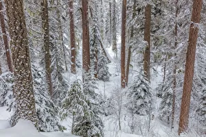 Pine forest after snowfall in the Stillwater State Forest near Whitefish, Montana, USA Pine forest after snowfall in the Stillwater State Forest near Whitefish, Montana, USA