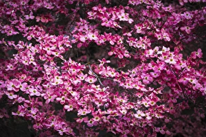 Pink Dogwood, Yosemite National Park, California USA Pink Dogwood, Yosemite National Park, California USA