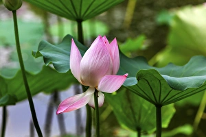 Pink Lotus Blooming Lily Pads Close Up Lotus Pond Temple of the Sun Beijing China Pink Lotus Blooming Lily Pads Close Up Lotus Pond Temple of the Sun Beijing China