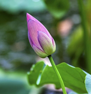 Pink Lotus Bud Lily Pads Close Up Lotus Pond Temple of the Sun Beijing China Pink Lotus Bud Lily Pads Close Up Lotus Pond Temple of the Sun Beijing China