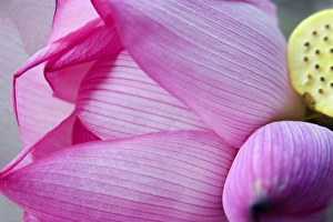Pink Lotus Petal Bud Close Up Macro Hong Kong Flower Market Pink Lotus Petal Bud Close Up Macro Hong Kong Flower Market