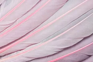 Macro Collection: Pink wing feathers of Roseate Spoonbill