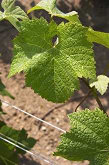 A pinot noir leaf - you can identify the variety since the leaf goes all the way into the A pinot noir leaf - you can identify the variety since the leaf goes all the way into the