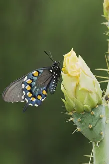 Pipevine Swallowtail, Battus philenor, adult on Texas Prickly Pear Cactus (Opuntia lindheimeri) Pipevine Swallowtail, Battus philenor, adult on Texas Prickly Pear Cactus (Opuntia lindheimeri)