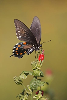 Pipevine Swallowtail nectaring at Turks cap flowers Pipevine Swallowtail nectaring at Turks cap flowers