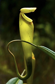 Pitcher plant nepenthes madagascarn , carnivorous plant, South Madagascar Pitcher plant nepenthes madagascarn , carnivorous plant, South Madagascar