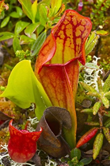 Pitcher plants in a bog near Lubec, Maine, USA Pitcher plants in a bog near Lubec, Maine, USA