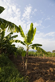 Plantation of Cooking Banana (Musa x paradisiaca) in the Rift Valley. Cooking Banana or Enset Plantation of Cooking Banana (Musa x paradisiaca) in the Rift Valley. Cooking Banana or Enset