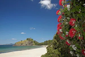 Pohutukawa Tree in Bloom and New Chums Beach, Coromandel Peninsula, North Island Pohutukawa Tree in Bloom and New Chums Beach, Coromandel Peninsula, North Island