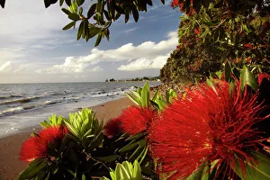North Island Prints: Pohutukawa Tree in Bloom Print, Thornton Bay
