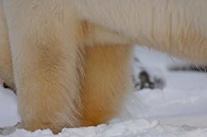 polar bear, Ursus maritimus, close up of legs, 1002 coastal plain of the Arctic National polar bear, Ursus maritimus, close up of legs, 1002 coastal plain of the Arctic National