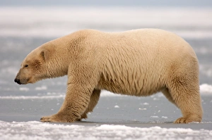 polar bear, Ursus maritimus, on the pack ice, 1002 coastal plain of the Arctic National polar bear, Ursus maritimus, on the pack ice, 1002 coastal plain of the Arctic National