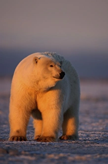 polar bear, Ursus maritimus, on the pack ice at sunset, 1002 coastal plain of the polar bear, Ursus maritimus, on the pack ice at sunset, 1002 coastal plain of the