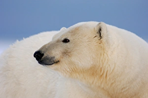 polar bear, Ursus maritimus, profile, 1002 coastal plain of the Arctic National Wildlife polar bear, Ursus maritimus, profile, 1002 coastal plain of the Arctic National Wildlife