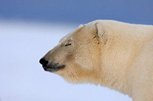 polar bear, Ursus maritimus, profile blinking, 1002 coastal plain of the Arctic National polar bear, Ursus maritimus, profile blinking, 1002 coastal plain of the Arctic National