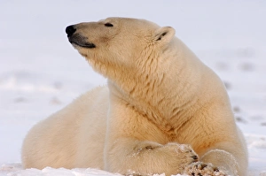 polar bear, Ursus maritimus, resting on the pack ice, 1002 coastal plain of the Arctic polar bear, Ursus maritimus, resting on the pack ice, 1002 coastal plain of the Arctic