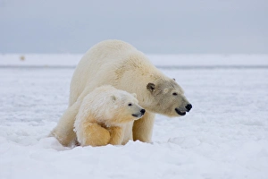polar bear, Ursus maritimus, sow with cub on the pack ice, 1002 coastal plain of polar bear, Ursus maritimus, sow with cub on the pack ice, 1002 coastal plain of