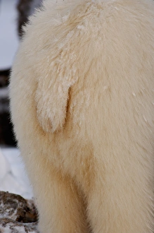 polar bear, Ursus maritimus, tail, 1002 coastal plain of the Arctic National Wildlife polar bear, Ursus maritimus, tail, 1002 coastal plain of the Arctic National Wildlife