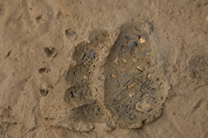 polar bear, Ursus maritimus, track in mud, 1002 coastal plain of the Arctic National polar bear, Ursus maritimus, track in mud, 1002 coastal plain of the Arctic National