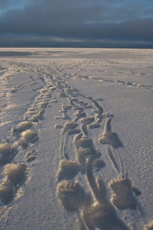 polar bear, Ursus maritimus, tracks, 1002 coastal plain of the Arctic National Wildlife Refuge polar bear, Ursus maritimus, tracks, 1002 coastal plain of the Arctic National Wildlife Refuge