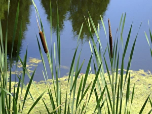 Calm Water Scenes Prints: Pond