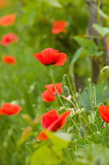 poppy field, krk, croatia, eastern europe. balkan, europe poppy field, krk, croatia, eastern europe. balkan, europe