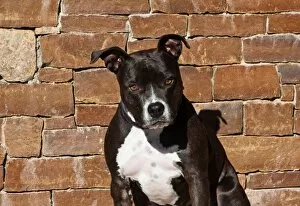 American Pitt Bull Terrier Collection: Portrait of an American Staffordshire Terrier sitting against a rock wall