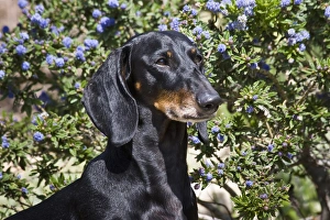 Portrait of a Dachshund/Doxen standing in front of blue flowers Portrait of a Dachshund/Doxen standing in front of blue flowers