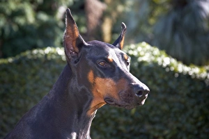 Portrait of a Doberman Pinscher with a green background and early morning light Portrait of a Doberman Pinscher with a green background and early morning light