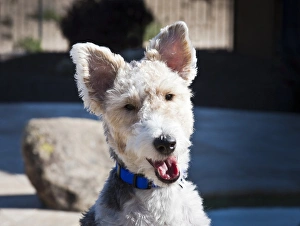 Portrait of a Fox Terrier puppy sitting poolside Portrait of a Fox Terrier puppy sitting poolside