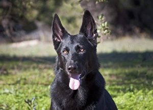 Portrait of a German Shepherd sitting in a green field Portrait of a German Shepherd sitting in a green field