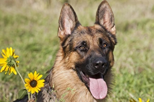 Portrait of German Shepherd sitting with sunflowers Portrait of German Shepherd sitting with sunflowers