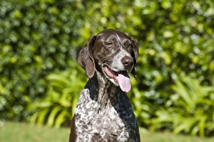 Portrait of a German Shorthaired Pointer sitting with green background Portrait of a German Shorthaired Pointer sitting with green background