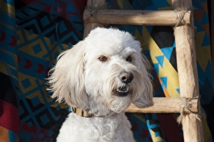Portrait of a Goldendoodle againt a Southwestern blanket and wooden ladder Portrait of a Goldendoodle againt a Southwestern blanket and wooden ladder