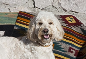 Portrait of a Goldendoodle lying against a Southwestern blanket Portrait of a Goldendoodle lying against a Southwestern blanket