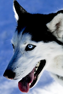 Portrait of a Husky, Santa Fe, New Mexico, USA. PR Portrait of a Husky, Santa Fe, New Mexico, USA. PR