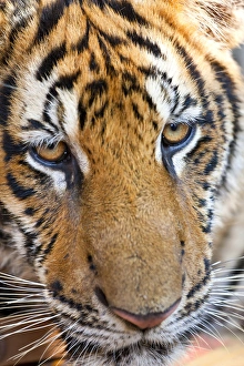 Portrait, Indochinese tiger or Corbetts tiger (Panthera tigris corbetti) Portrait, Indochinese tiger or Corbetts tiger (Panthera tigris corbetti)