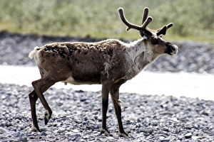 Portrait of a lone Caribou (Rangifer tarandus) bull migrates up the Kongakut River Portrait of a lone Caribou (Rangifer tarandus) bull migrates up the Kongakut River
