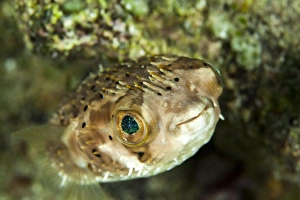 Portrait of a puffer fish with green eyes in the clear waters off Staniel Cay, Exuma Portrait of a puffer fish with green eyes in the clear waters off Staniel Cay, Exuma