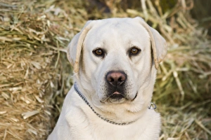 Portrait of a Yellow Labrador Retriever against hay bales Portrait of a Yellow Labrador Retriever against hay bales