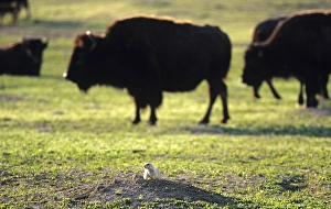 Prairie Dog with Bison at Theodore Rooosevelt National Park in North Dakota Prairie Dog with Bison at Theodore Rooosevelt National Park in North Dakota