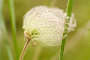 Prairie smoke, Geum triflorum, Okanagan Valley, British Columbia Prairie smoke, Geum triflorum, Okanagan Valley, British Columbia